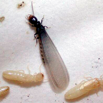 Termite Prevention and Treatments